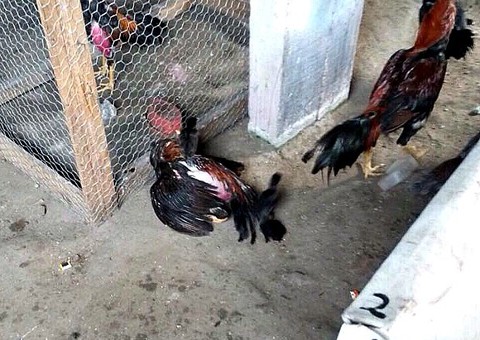 Donos de rinha são presos no Educandos