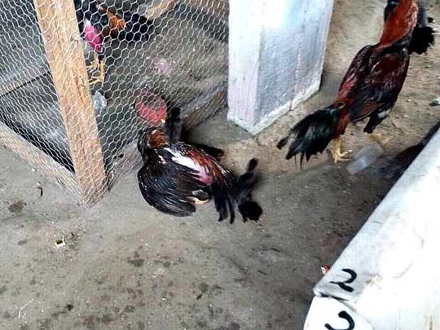 Donos de rinha são presos no Educandos