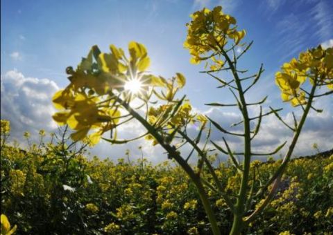 Mostarda se mostra promissora na detecção de armas químicas