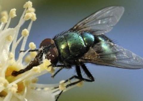   Cientistas americanos desenvolvem robôs insetos