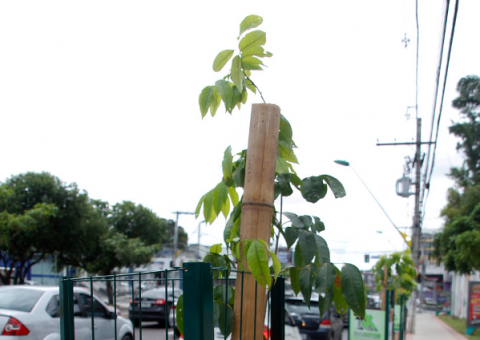 Prefeitura de Manaus inicia arborização da Djalma Batista