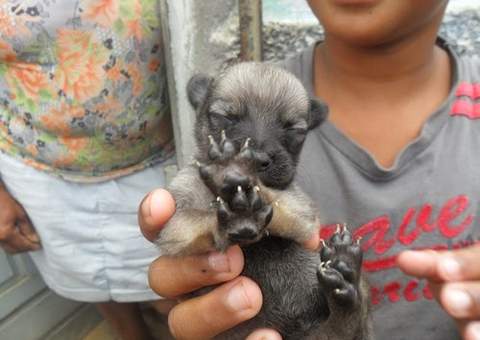 Gato nasce com cara de cachorro na Bahia