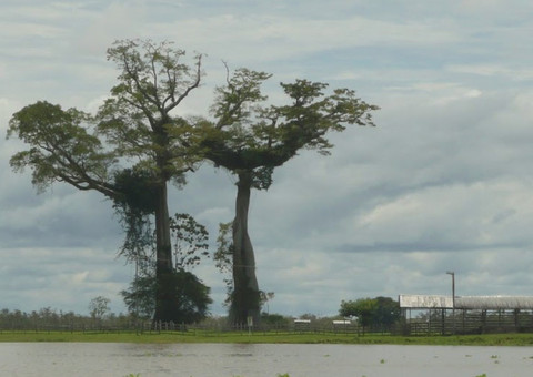Fórum de Biodiversidade vai acontecer em Manaus