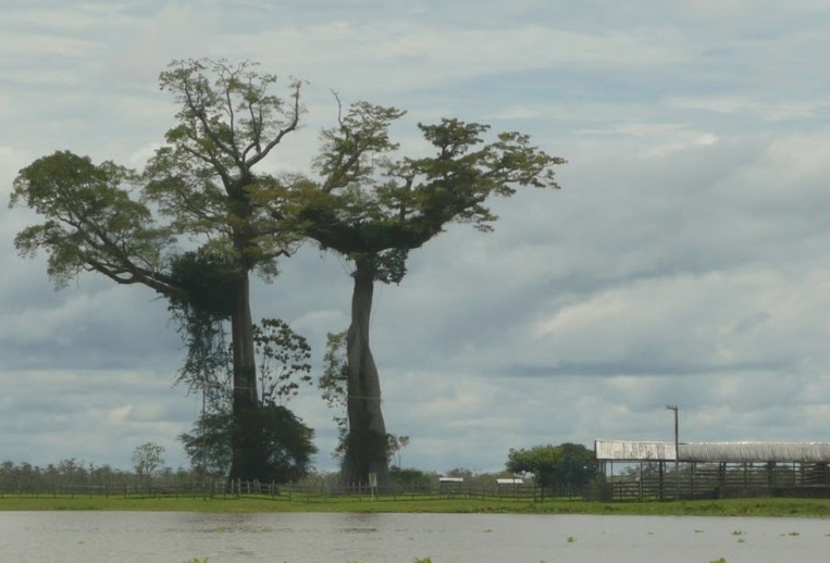 Fórum de Biodiversidade vai acontecer em Manaus