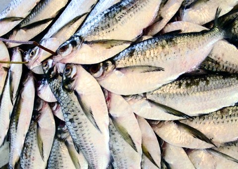 50 toneladas de peixe começam ser distribuídas nesta terça-feira