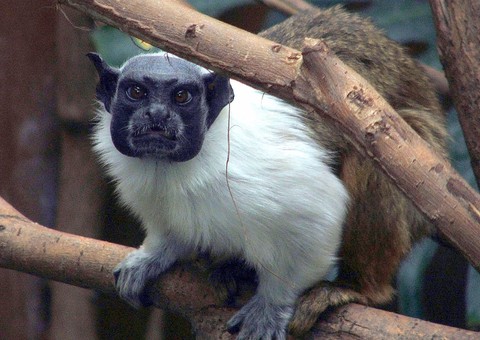  Campanha em favor do Sauim-de-Coleira será lançada nesta terça-feira