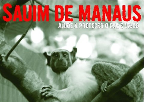 Governo lança campanha para proteção do Sauim de Manaus