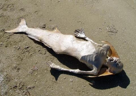 Relembre a farsa da "Sereia de Manaus"