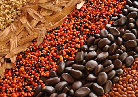 Estudo sobre coleta e beneficiamento de sementes ganha seminário