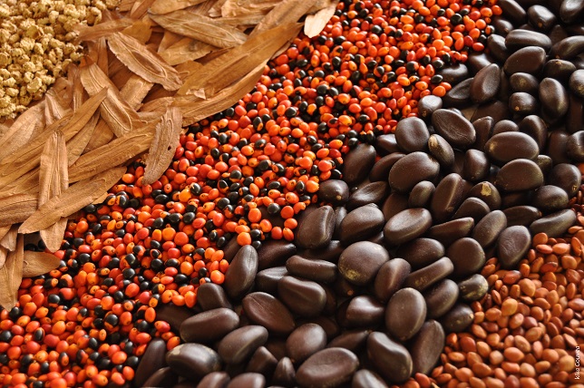 Estudo sobre coleta e beneficiamento de sementes ganha seminário