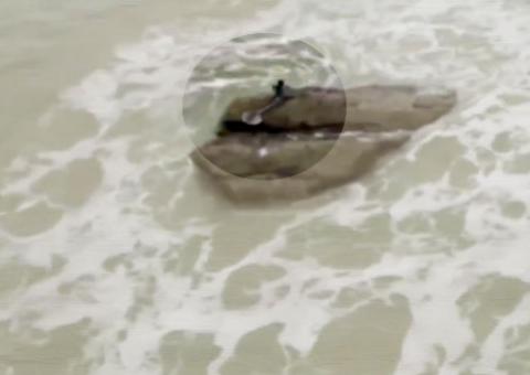 Vídeo que mostra uma suposta sereia vira febre na internet