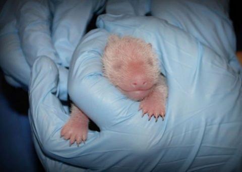 Zoológico de Washington revela sexo de bebê panda