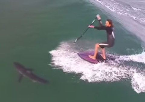 Sem perceber, surfista passa por cima de tubarão durante SUP