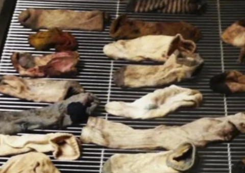 Cachorrinho passa mal após ter comido 43 meias