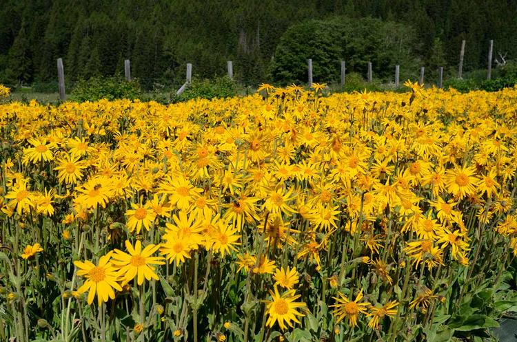 sourcing-arnica-flower.jpg