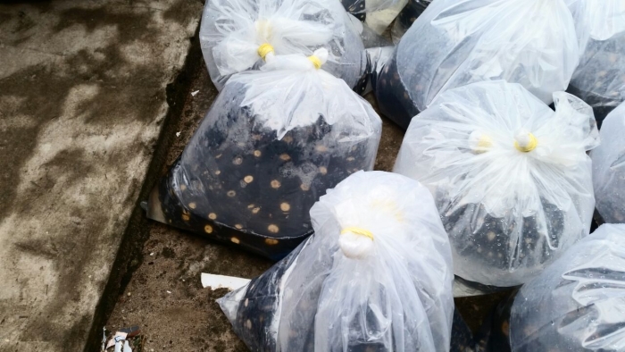 Contrabandistas de arraias são presos em São Paulo de Olivença