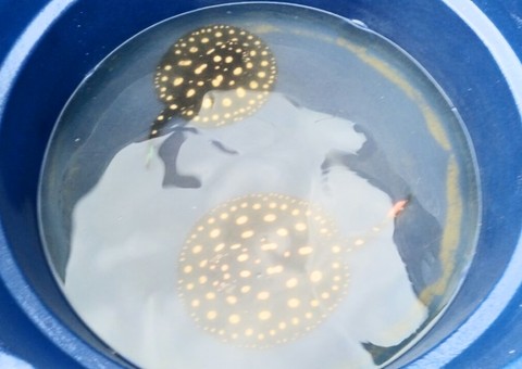 Contrabandistas de arraias são presos em São Paulo de Olivença