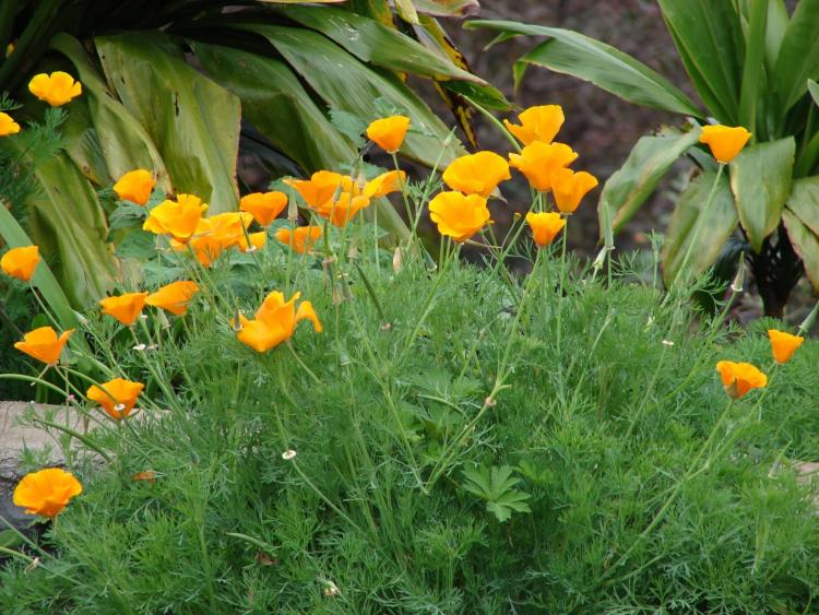 starr_070308-5435_eschscholzia_californica.jpg