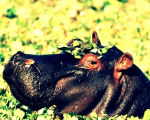 O grande paquiderme da política do Amazonas