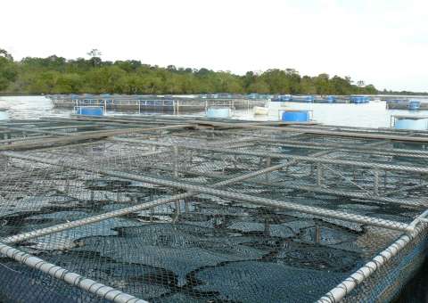Governo do AM registra 62% de crescimento na emissão de Cadastros de aquicultura