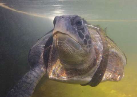 Tartaruga tem patas amputadas, mas volta a nadar com barbatanas artificiais