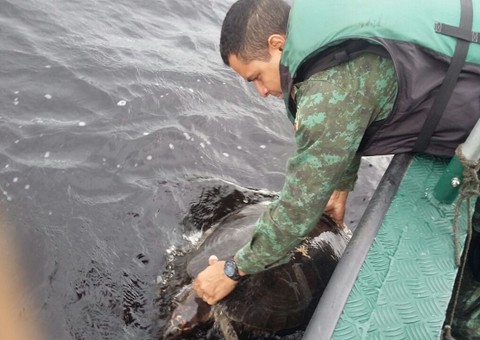 Tartarugas apreendidas pela polícia ambiental são devolvidas ao rio