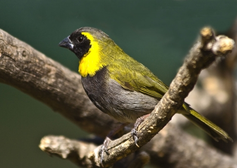 Americano tenta traficar 66 pássaros escondidos em suas calças