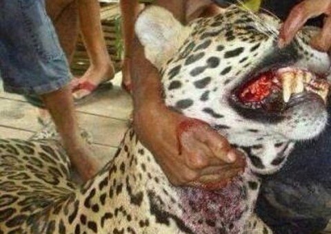  Cenas extremamente fortes: Homem é dilacerado por onça-pintada