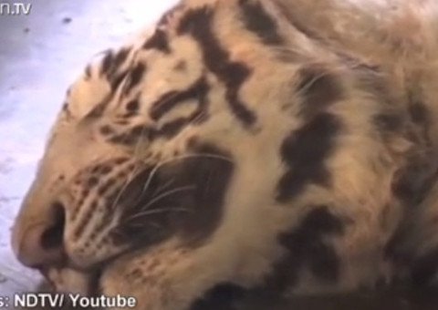 Cobra venenosa mata tigre branco raro na Índia 