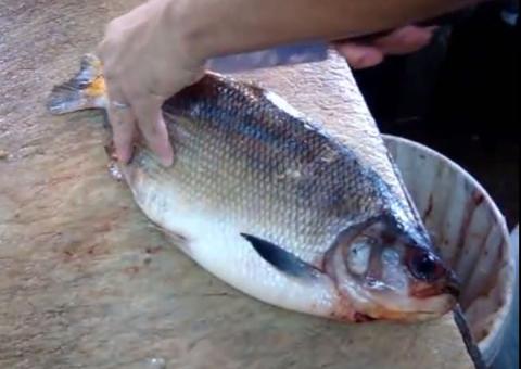 A arte de tirar  espinhas da matrinxã. Confira  aqui como proceder