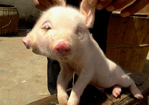 Mutação genética faz porco nascer com duas cabeças na China