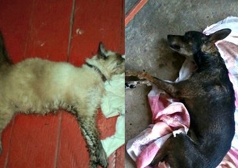  Animais de estimação morrem no Amazonas após tomarem vacinas antirrábicas