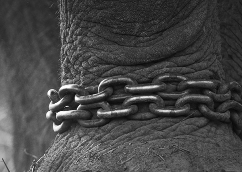 Topsy, a elefanta que morreu na cadeira elétrica