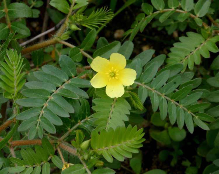 tribulus-terrestris.jpg