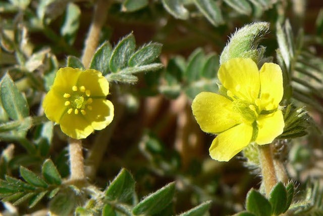 tribulus-terrestris.jpg