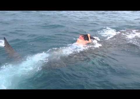 Maluco monta em tubarão baleia 