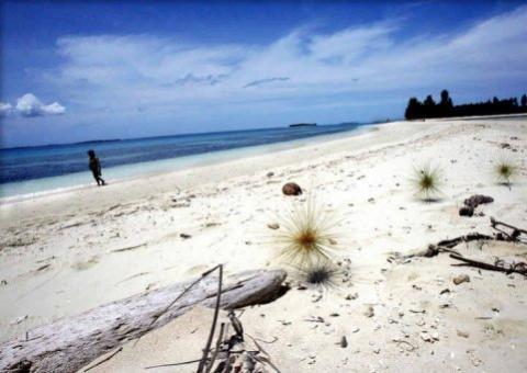 Tubarão que anda é descoberto na Indonésia