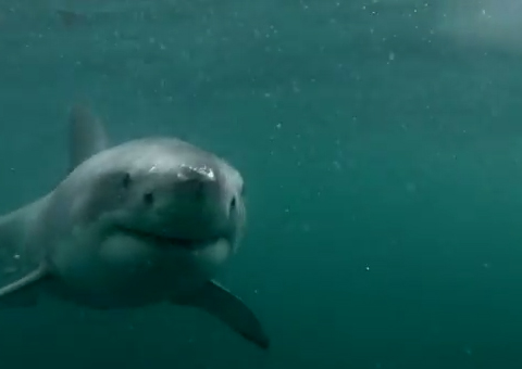 Vídeo onde homem fica cara a cara com tubarão faz sucesso na internet