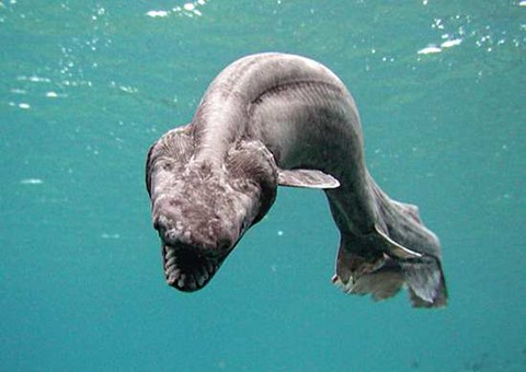 Tubarão-cobra: Vídeo mostra cenas raras de um verdadeiro fóssil vivo