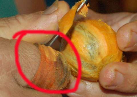 Comissão recolhe amostra de tucumã sob suspeita de contaminação por fezes