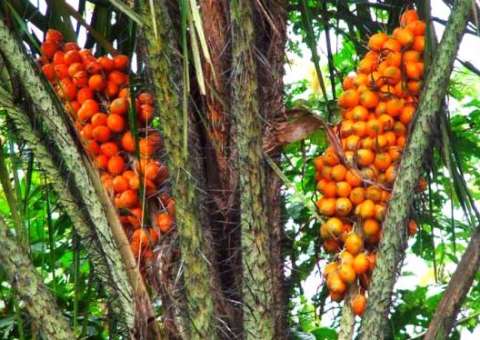 Vereador protocoliza projeto de ‘Respeito aos manauaras’ na CMM