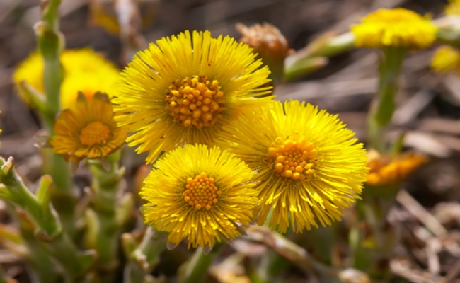 tussilago-farfara-or-coltsfoot.jpg