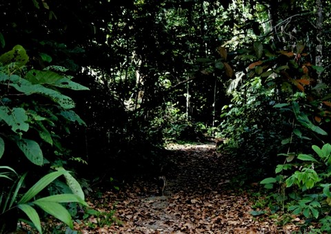 Corpo de rapaz é encontrado  em uma área de vegetação da Ufam