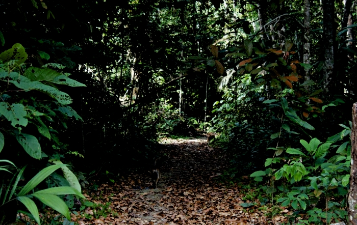 Corpo de rapaz é encontrado  em uma área de vegetação da Ufam