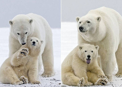 Filhote de urso-polar faz poses e acena para turistas