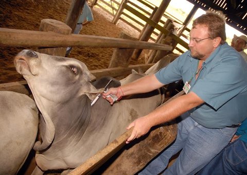  Governo investe para livrar rebanho de febre aftosa