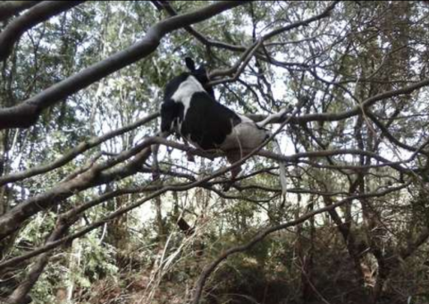 Vaca fica pendurada em árvore após ser levada por enxurrada no Paraná
