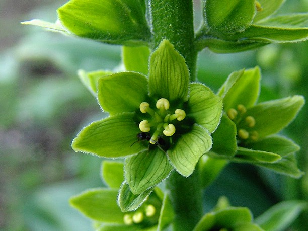 veratrum_album_macro.jpg