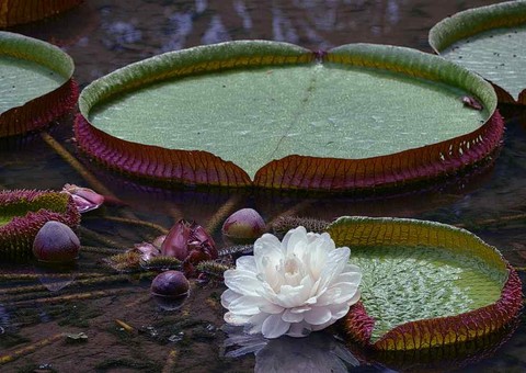 Manaus realiza preparatório para Mundial de Biodiversidade