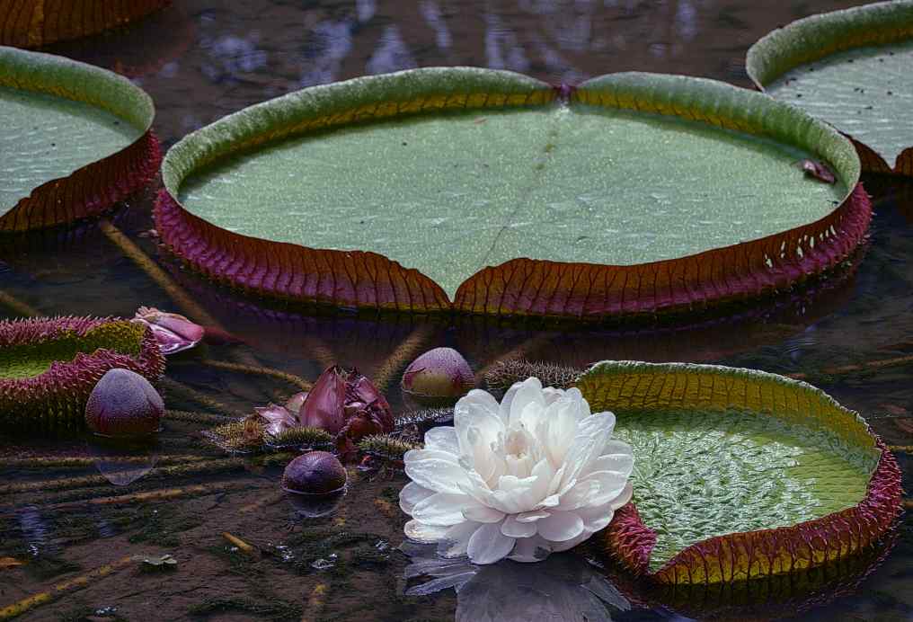 Manaus realiza preparatório para Mundial de Biodiversidade